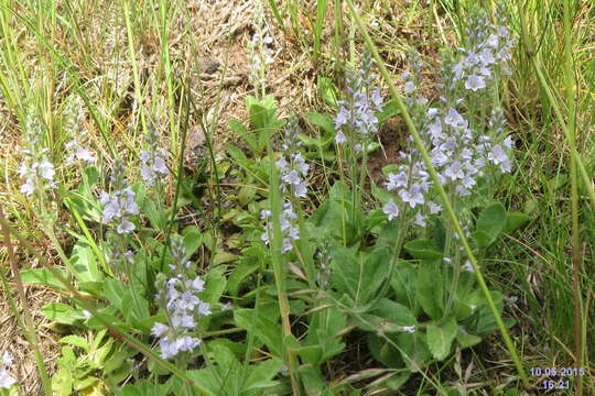 Image of Health Speedwell