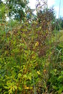 Image of purple meadow-rue