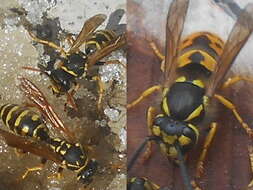 Image of German Wasp