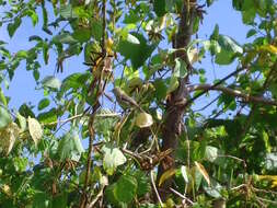 Imagem de Vireo gracilirostris Sharpe 1890