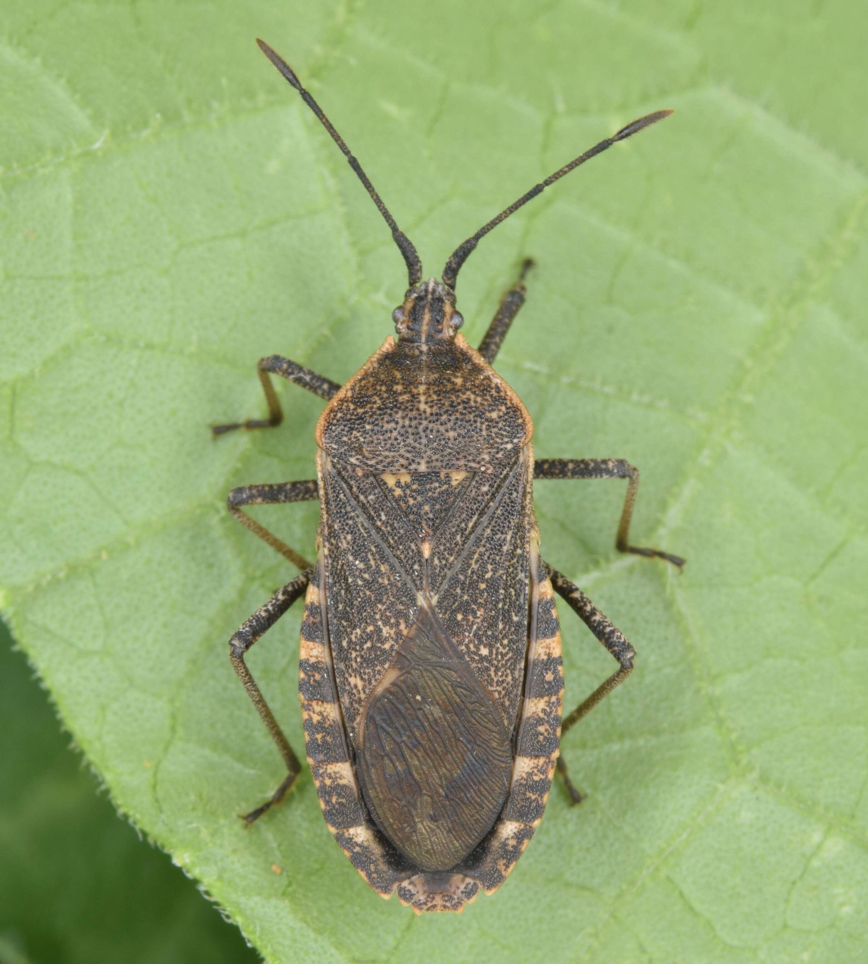 Image of Squash Bug