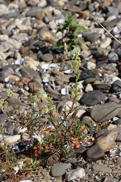 Слика од Reseda lutea L.