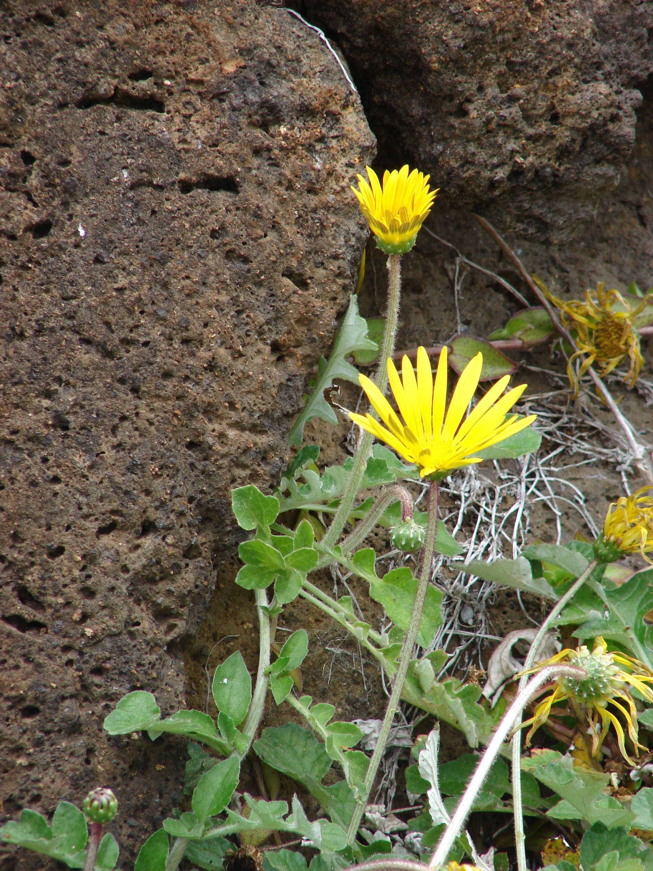 Image of Capeweed