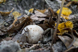 Image of Stinkhorn