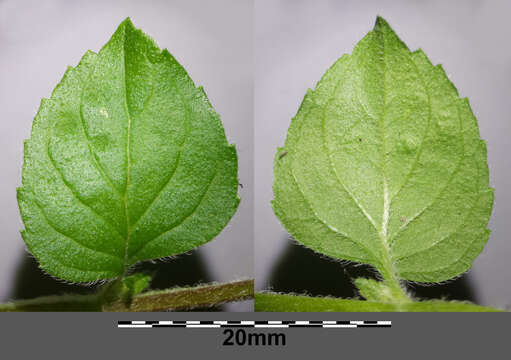 Image of Water Mint