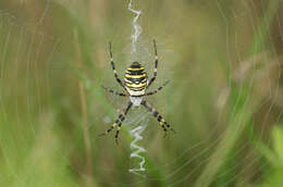 Image of Barbary Spider