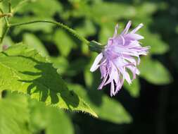 Image de Cicerbita macrophylla subsp. macrophylla