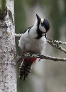 Image of Great Spotted Woodpecker