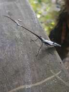 Image of Giraffe weevil