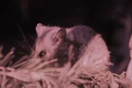 Image of Broom's Pygmy-possum