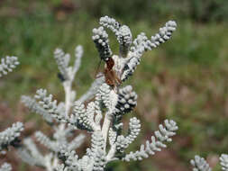 Image of lavender cotton