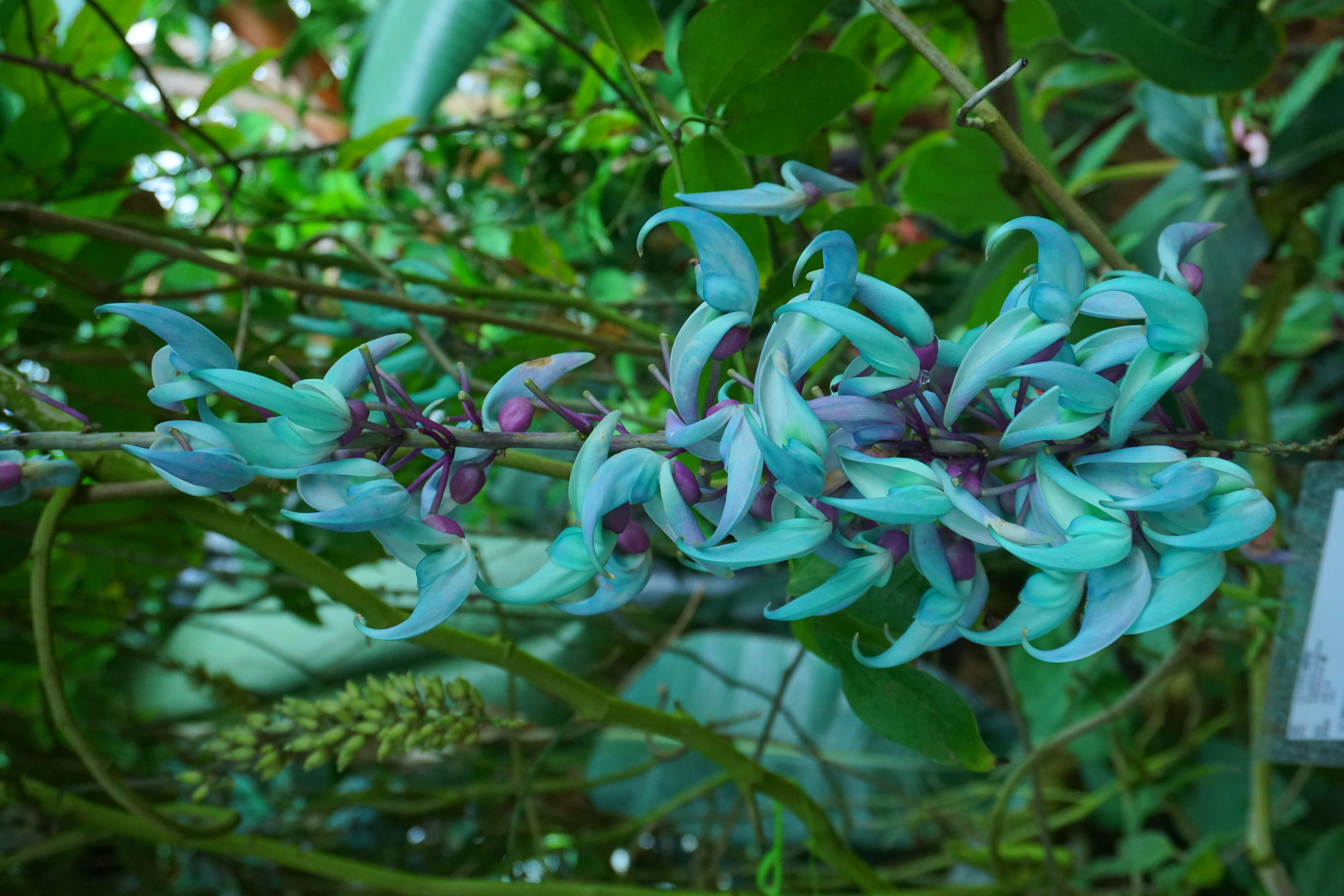 Image of Jade Vine