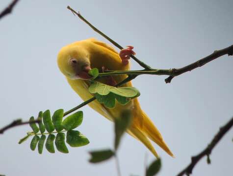 Image de Toui à ailes variées