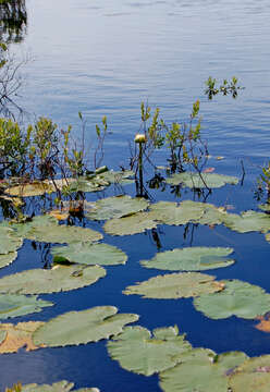 Image of Nuphar variegata Engelm. ex Dur.