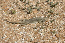 Image of Central bearded dragon