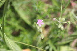 Imagem de Geranium molle L.