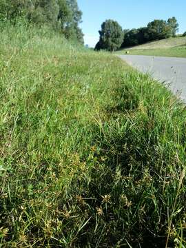 Image of Yellow Flat Sedge