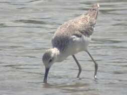 Image of Marsh Sandpiper