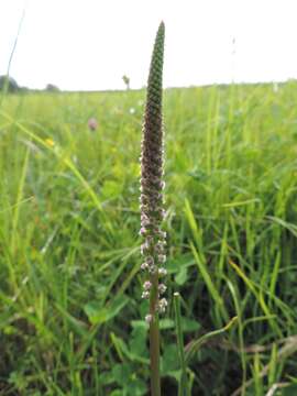 Image of Sea Arrowgrass