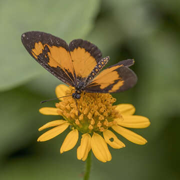 Image de Acraea acerata Hewitson 1874