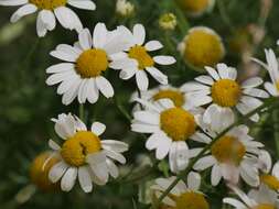 Image of Oxeye Daisy