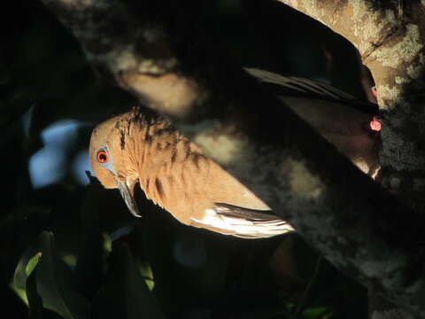 Image of White-winged Dove