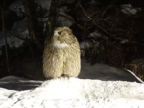 Image of Blakiston's Eagle-owl