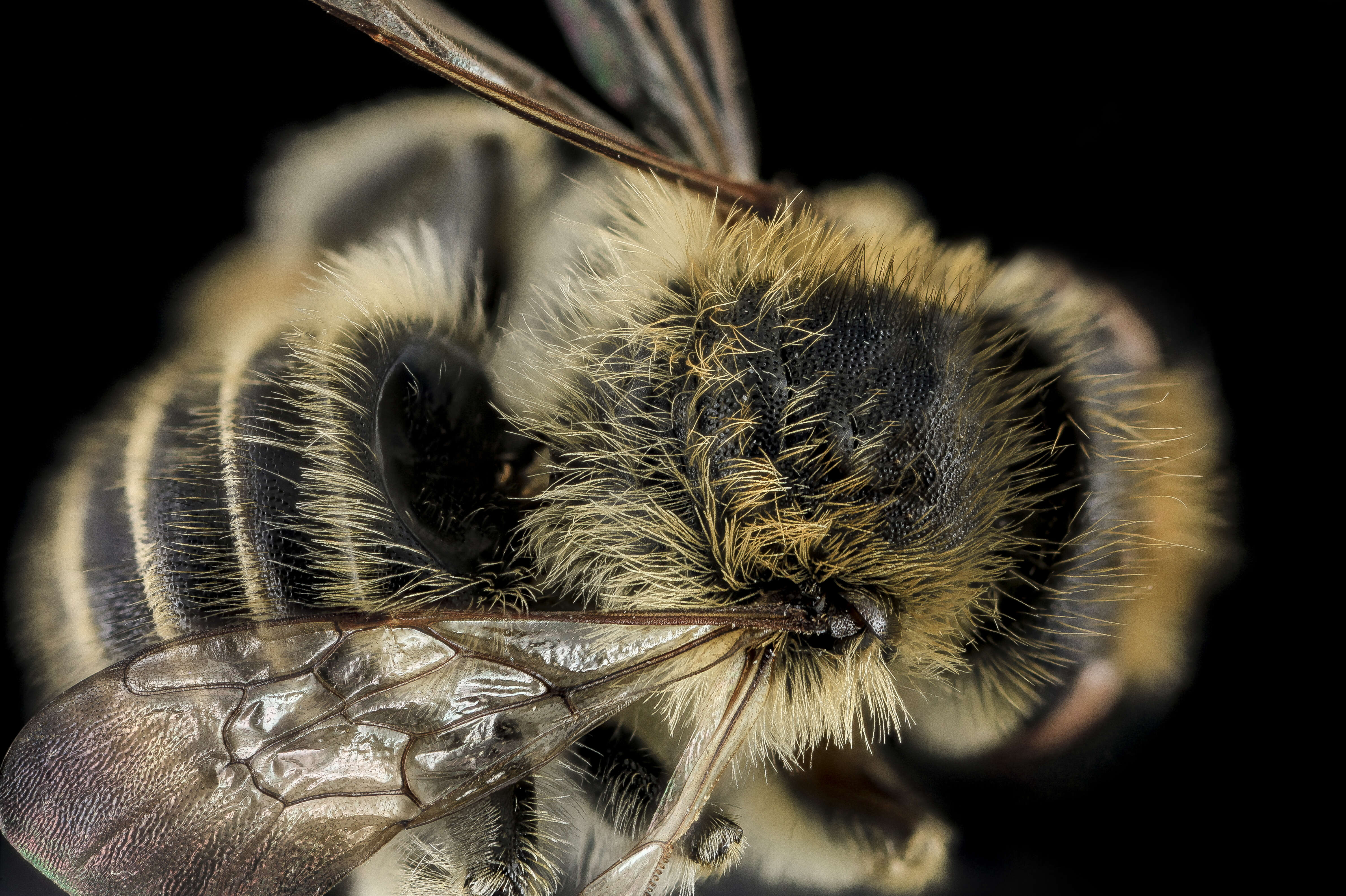 Image of Megachile rubi Mitchell 1924