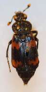 Nicrophorus (Nicrophorus) maculifrons (Kraatz 1877) resmi