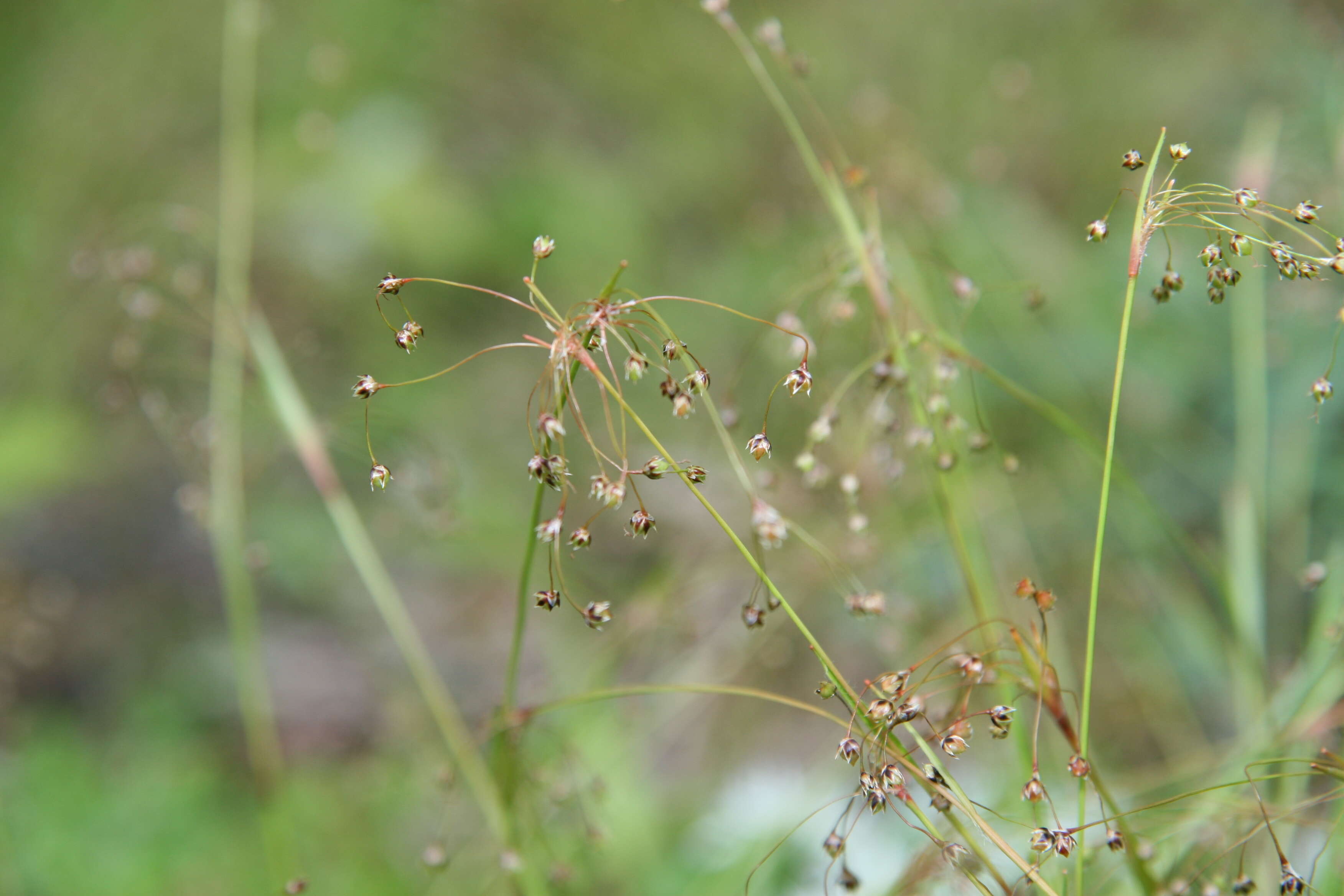 Image of hairy woodrush