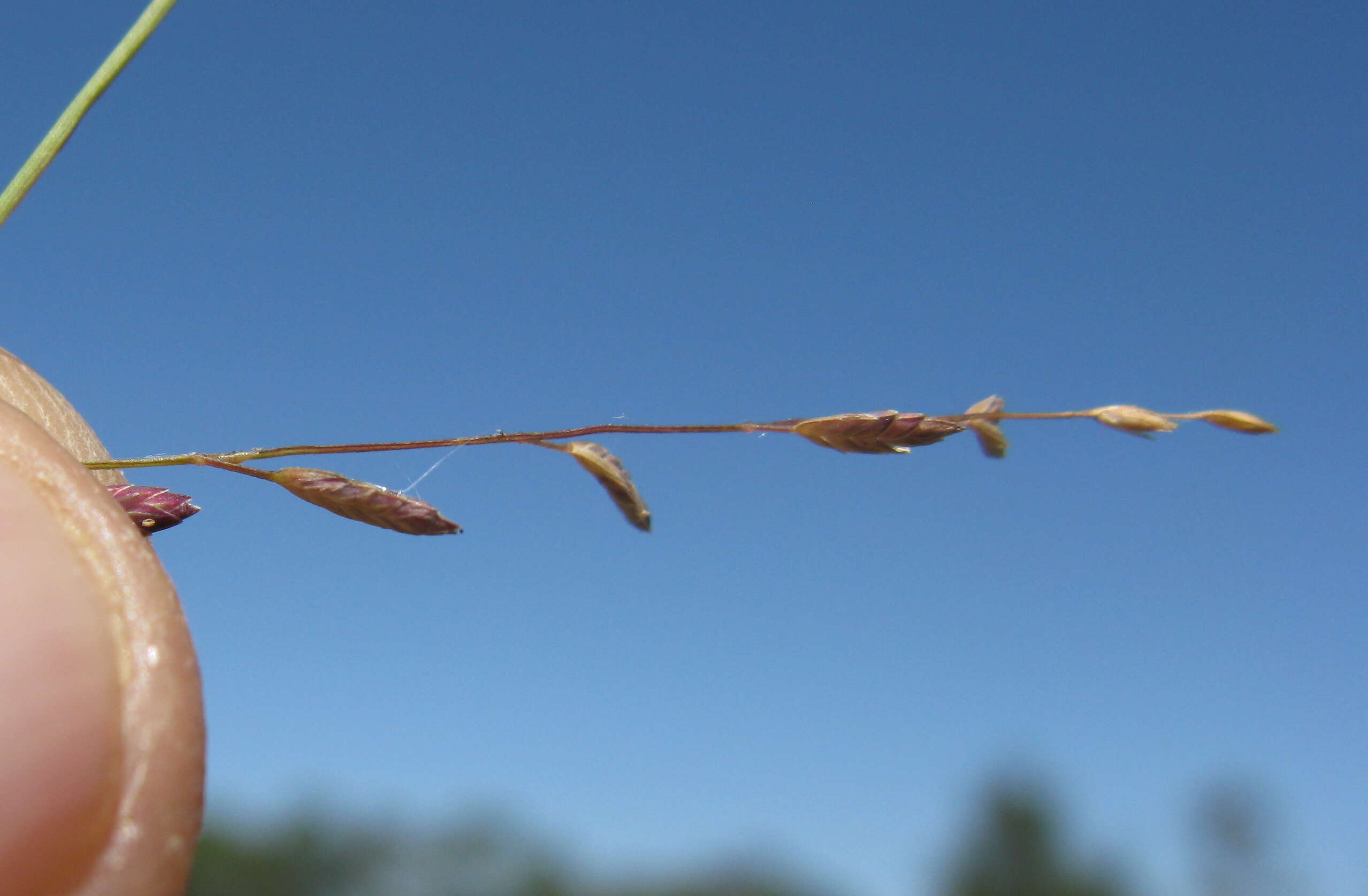 Image of Brown's lovegrass