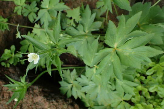 Image of <i>Anemone rivularis</i>