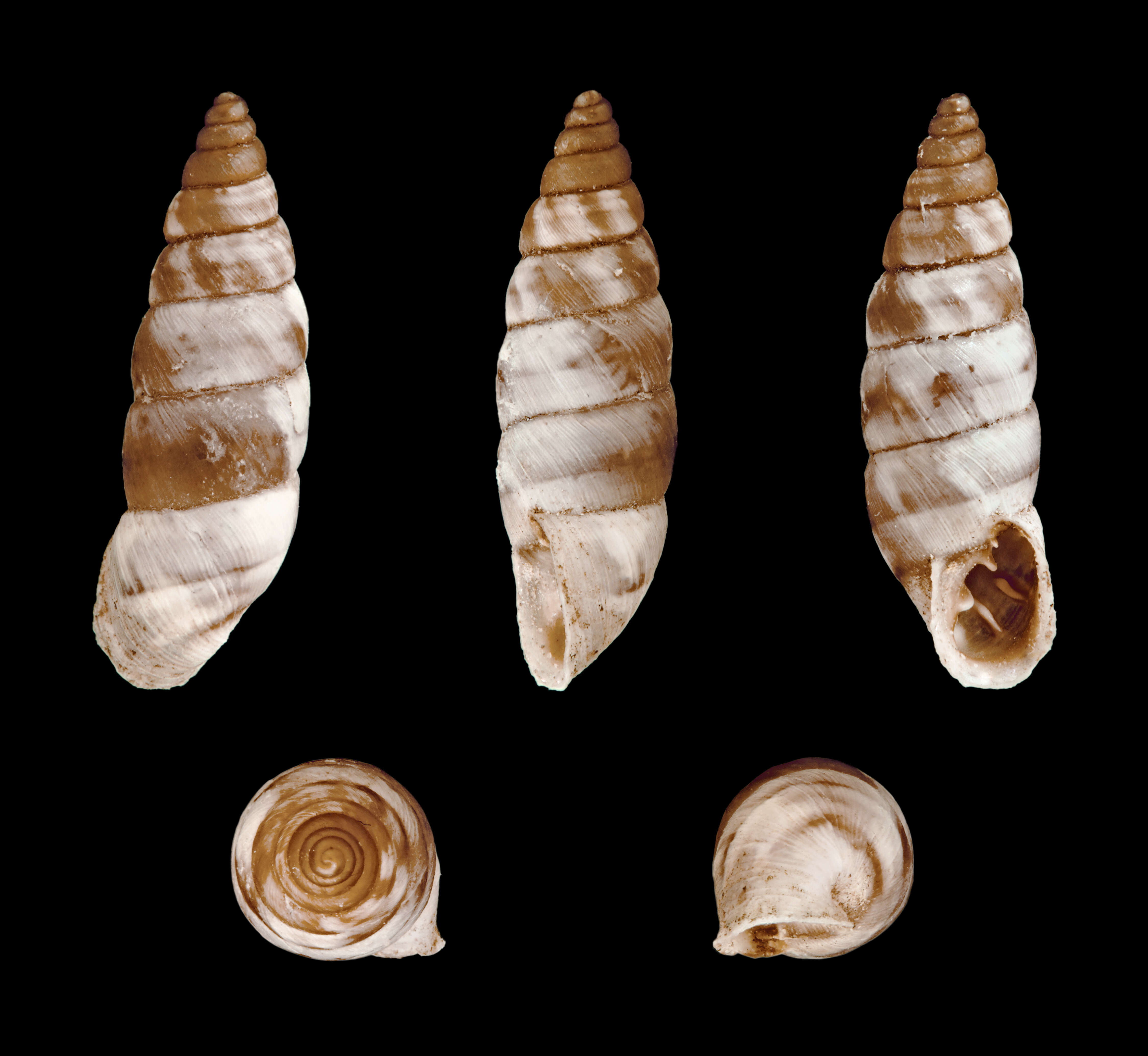 Image of Solatopupa similis (Bruguière 1792)