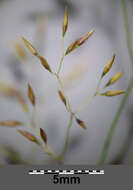 Image de Agrostis commun