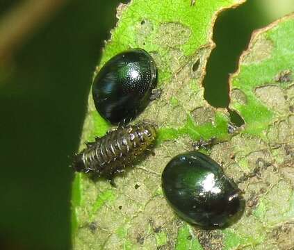 Image of willow leaf beetle