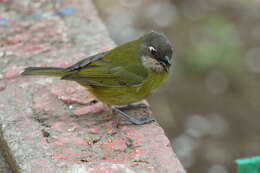 Image of Common Bush Tanager