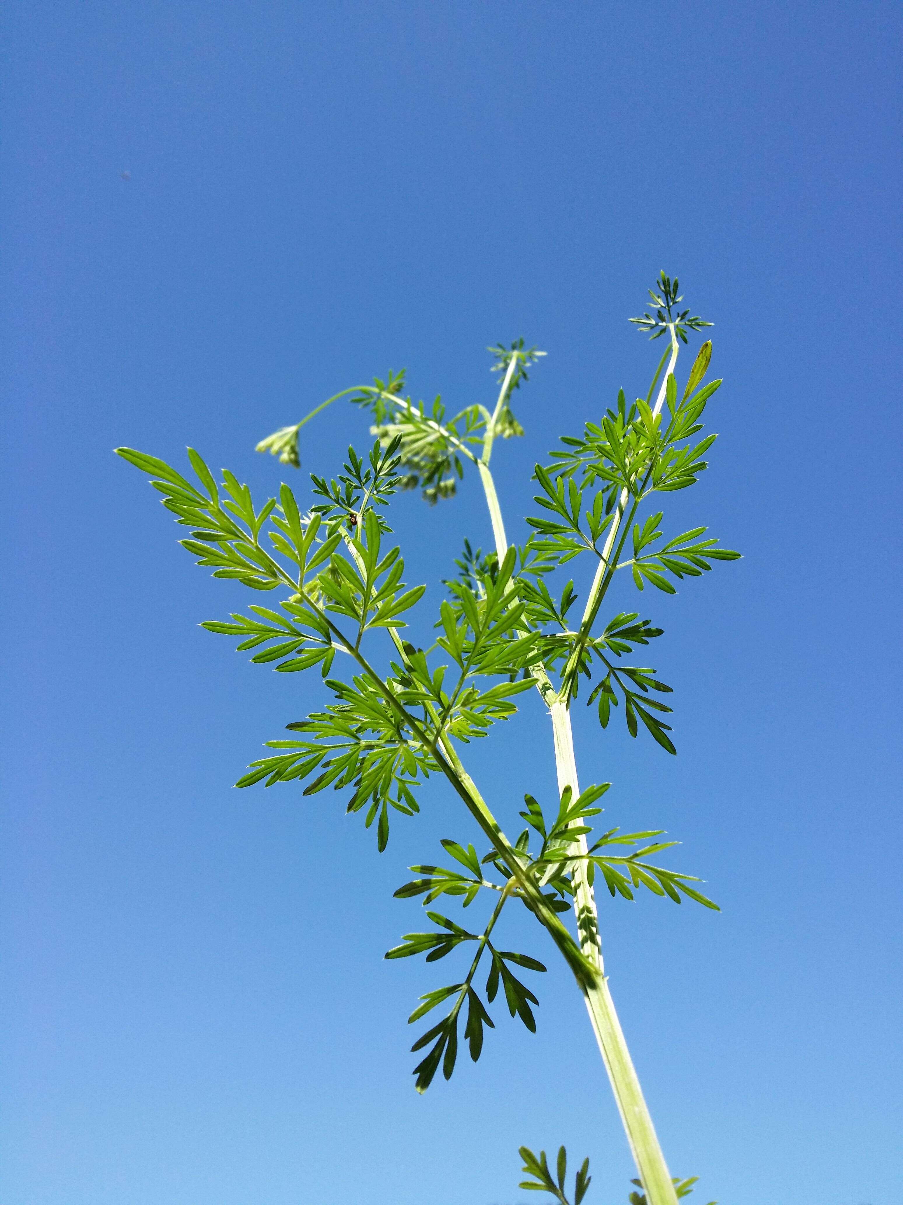 Image of little-leaf angelica