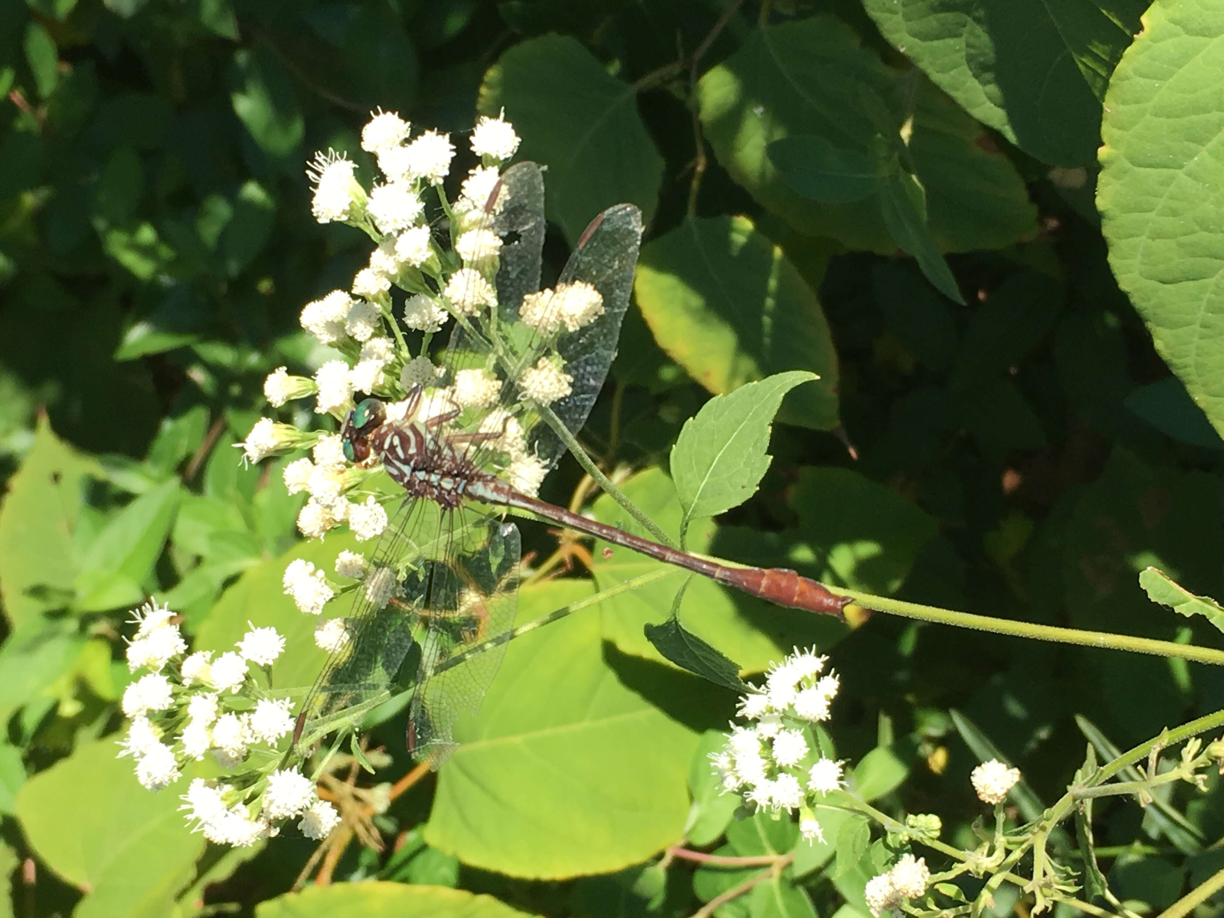 Image of Russet-tipped Clubtail