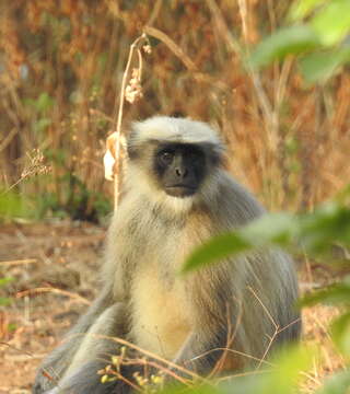 Image of Dussumier's Malabar Langur