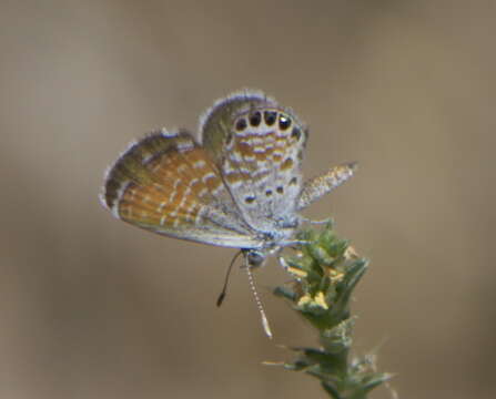 Image of Western pygmy blue