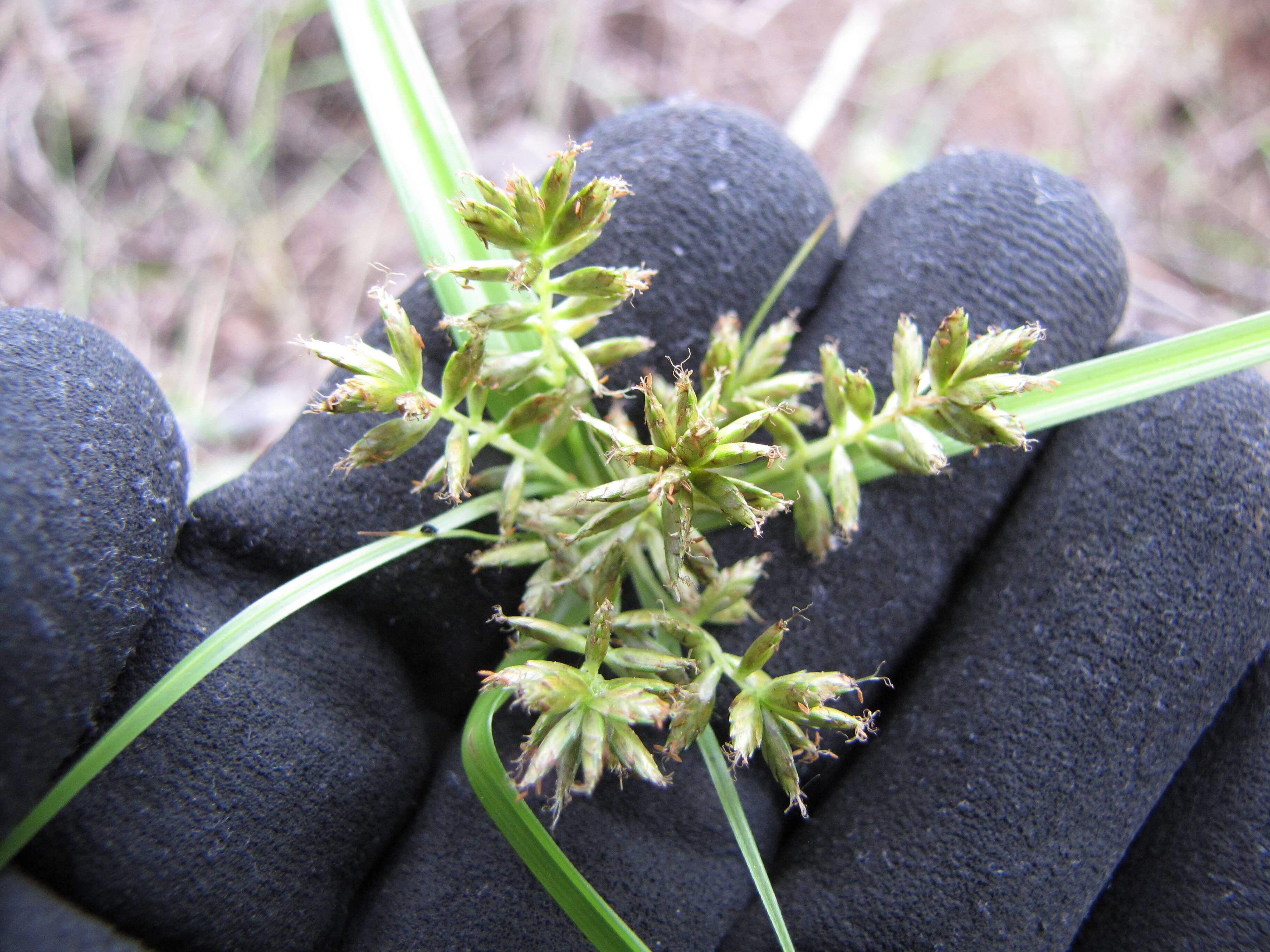 Image de Cyperus hillebrandii Boeckeler