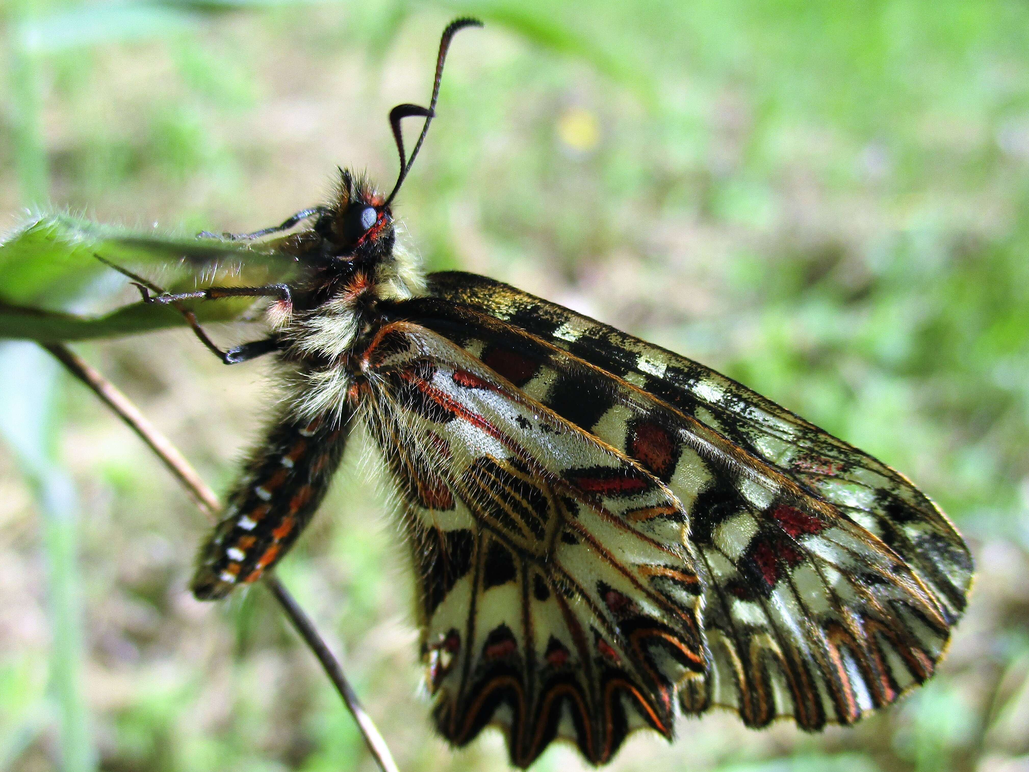 Image of Zerynthia polyxena