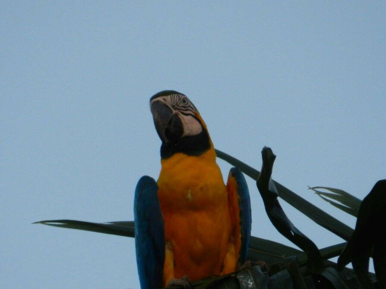 Image of Blue-and-yellow Macaw