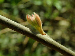 Image of fragrant sumac