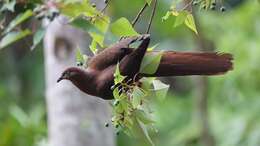 Image of Brown Cuckoo-Dove