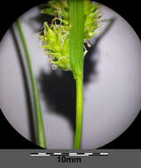 Image of Carex viridula