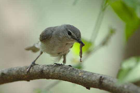 Muscicapa caerulescens (Hartlaub 1865)的圖片