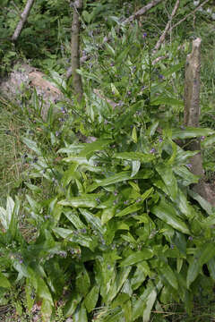 Image of Green Hound's-tongue