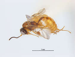 Image of Tersilochinae