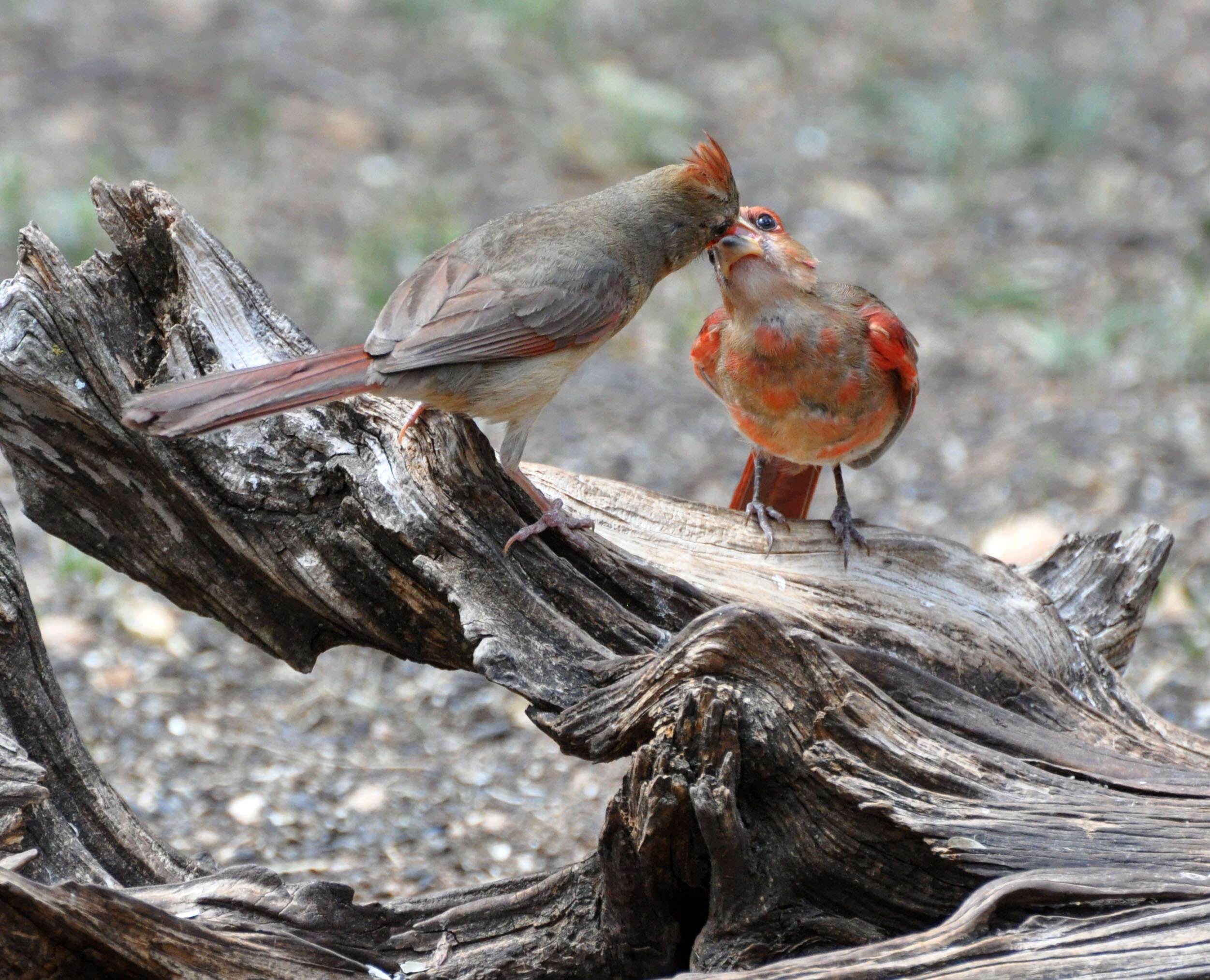 Image of Cardinalis Bonaparte 1838